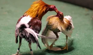 Đá Gà Sabong OnBet